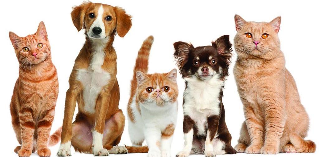 Доска объявлений о животных | ЗооТом - продажа, вязка и услуги для животных в Горбатове
