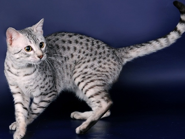 Породы кошек в Горбатове | ЗооТом портал о животных