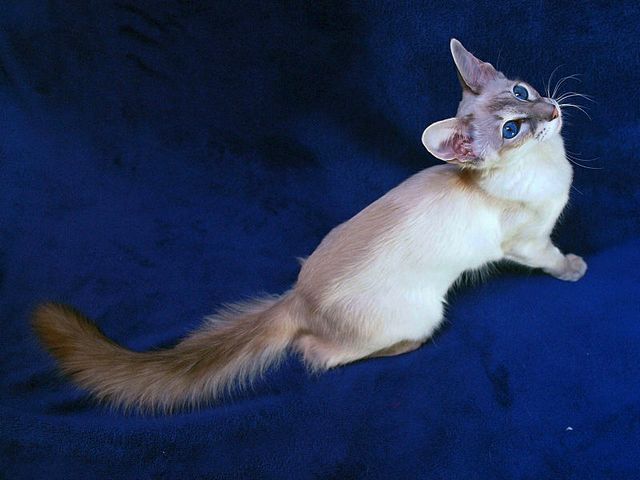 Выведенные породы кошек в Горбатове | ЗооТом портал о животных