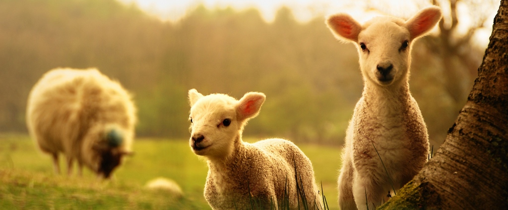 Объявления о сельскохозяйственных животных | ЗооТом - продажа, вязка и услуги для животных в Горбатове