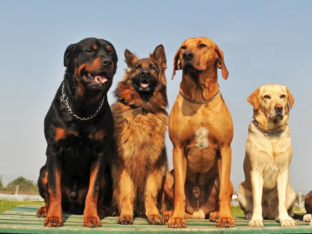 Крупные породы собак в Горбатове | ЗооТом портал о животных