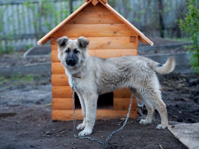 Все о собаках в Горбатове Все о собаках в Горбатове